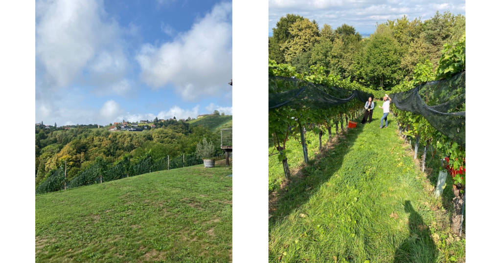 Landschaftsbilder des Weinguts in Kitzeck